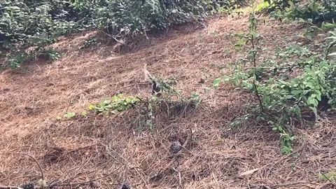 Squirrel Crawling Uphill 스톡 동영상 260206863