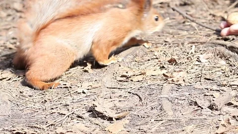 The squirrel crawls after the nut. Stock Footage 196171547