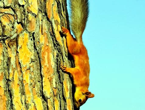 Squirrel crawls to the bottom of the tree. forest rodent. Stock Photos