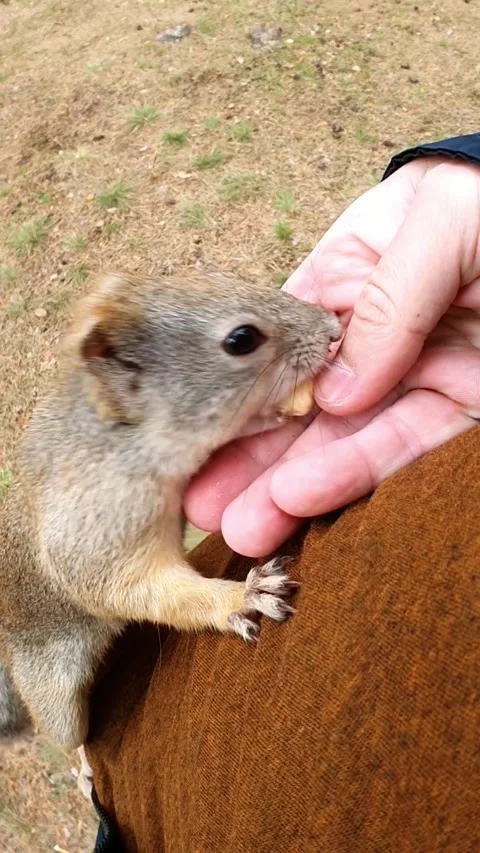 Squirrel crawls on a man for a nut Stock Footage 201836335