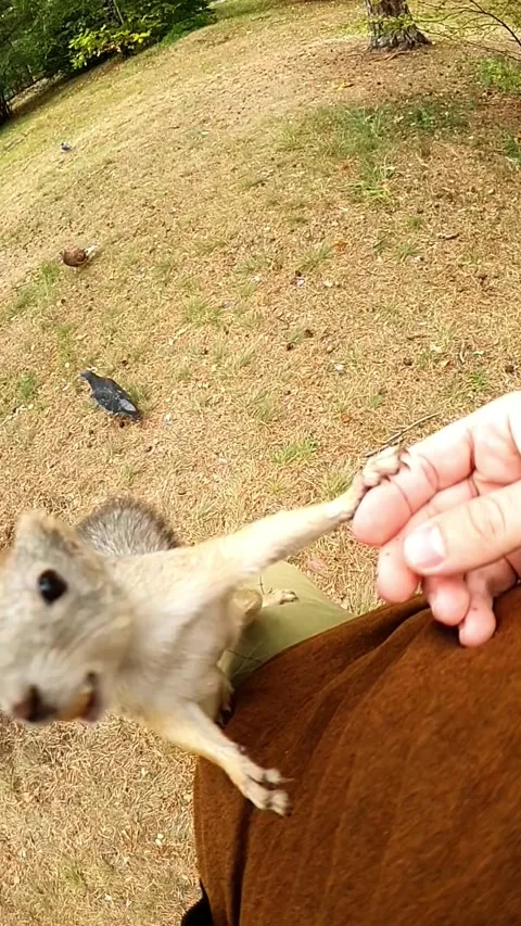 A squirrel crawls up a man's leg for a nut Stock Footage 201836383