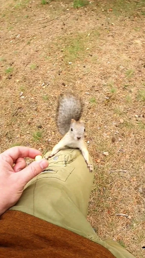 A squirrel crawls up a man's leg for a nut Stock Footage 201836493