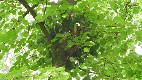 The squirrel crawls out of the nest to collect grass for the nest Stock Footage 76968628