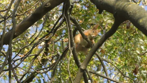 Squirrel creeps, climbs on branches of trees, searchs, looking for a nuts Vidéo 107763995