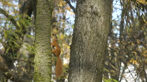 Squirrel creeps, climbs up on tree trunk, keeps, holds nut or acorn in mouth Stock Footage 107777767