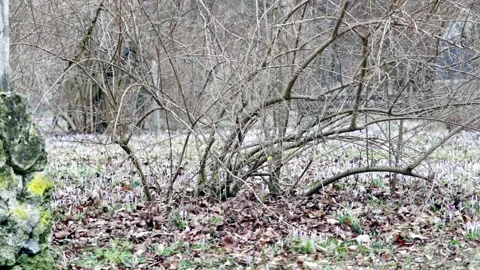 Squirrel crossing from side to side behind bushes in autumn Stock Footage 133425588