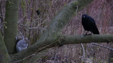 Squirrel &amp; Crow In Tree 스톡 동영상 21867135