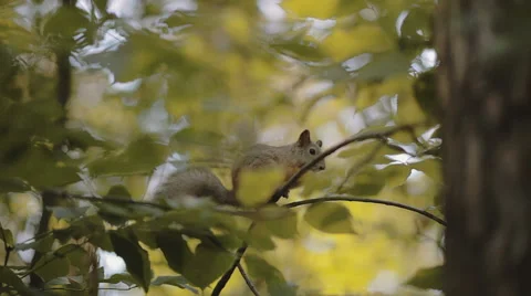 Squirrel crunch a nut Video stock 59309046