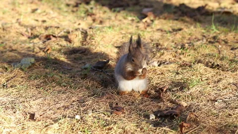 Squirrel crunches peanuts. Squirrel in a clearing in the autumn forest. Stock Footage 220606470