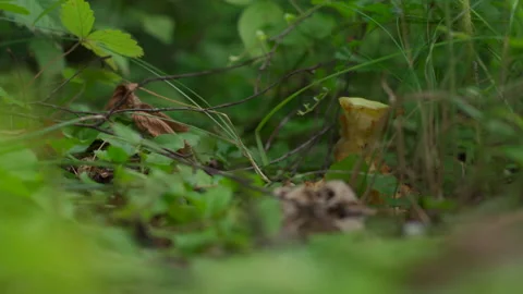 Squirrel cub eats apple snap in garden Stock Footage 134526066