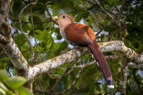 Squirrel cuckoo Foto stock
