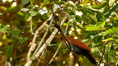 Squirrel cuckoo turning head before taking off in Panama jungle Stock Footage 123559212