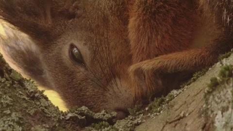 Squirrel curls up on a branch in autumn  Stock Footage 283460241