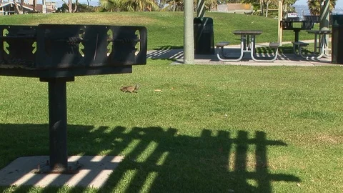 Squirrel at Dana Point park CA Stock Footage 90436259