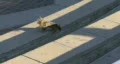 Squirrel Dance HD Footage