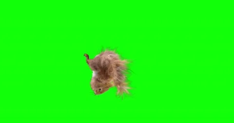 Squirrel Dance on Green background. Animal realistic CGI VFX, Animation Loop. 4K Video stock 237930157