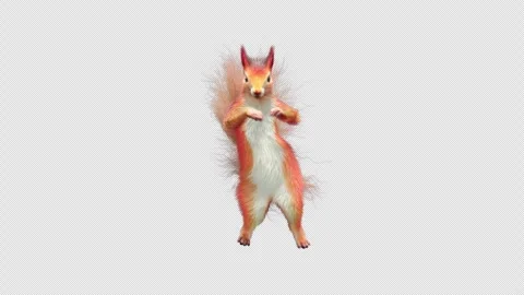Squirrel Dancing, With Alpha Channel Stock Footage 336742257