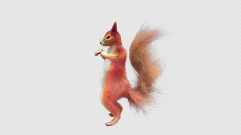 Squirrel Dancing, With Alpha Channel Stock Footage 336742277