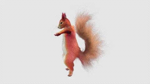 Squirrel Dancing, With Alpha Channel Stock Footage 336863711