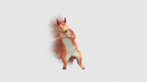Squirrel Dancing, With Alpha Channel Stock Footage 336984713
