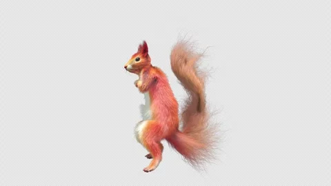 Squirrel Dancing, With Alpha Channel Stock Footage 336984746