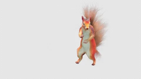 Squirrel Dancing, With Alpha Channel Stock Footage 337121594