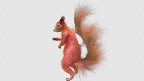 Squirrel Dancing, With Alpha Channel Stock Footage 337121625