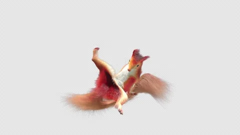 Squirrel Dancing, With Alpha Channel Stock Footage 337361009