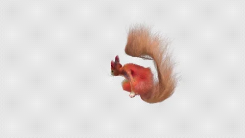 Squirrel Dancing, With Alpha Channel Stock Footage 337570373