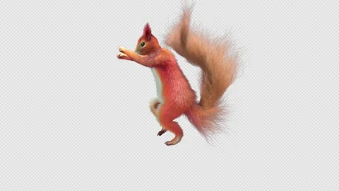 Squirrel Dancing, With Alpha Channel Stock Footage 337727794