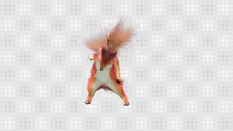 Squirrel Dancing, With Alpha Channel Stock Footage 337836453