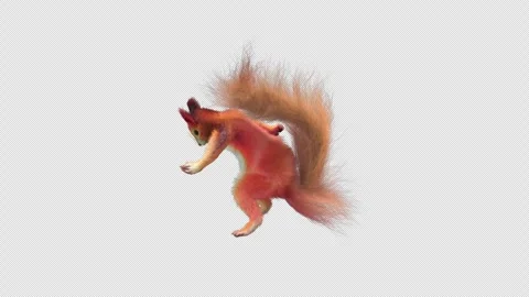 Squirrel Dancing, With Alpha Channel Stock Footage 337836552
