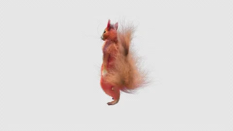 Squirrel Dancing, With Alpha Channel Stock Footage 337957496