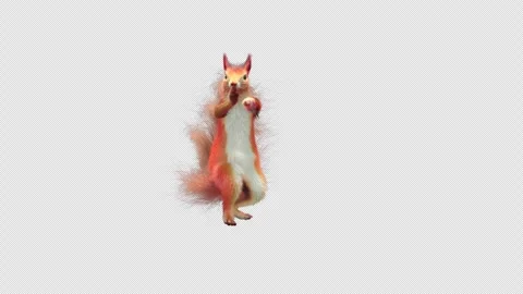 Squirrel Dancing, With Alpha Channel Stock Footage 338128433