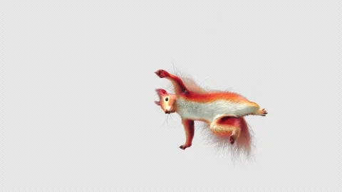 Squirrel Dancing, With Alpha Channel Stock Footage 338192132