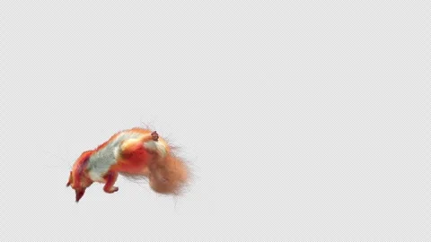 Squirrel Dancing, With Alpha Channel Stock Footage 338389819