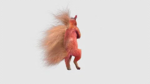 Squirrel Dancing, With Alpha Channel Stock Footage 339039994