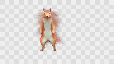 Squirrel Dancing, With Alpha Channel Stock Footage 339215279