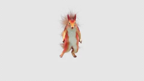 Squirrel Dancing, With Alpha Channel Stock Footage 339363481