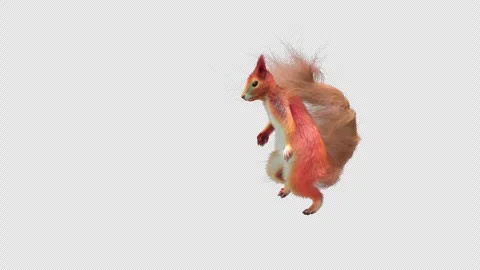 Squirrel Dancing, With Alpha Channel Stock Footage 339363559