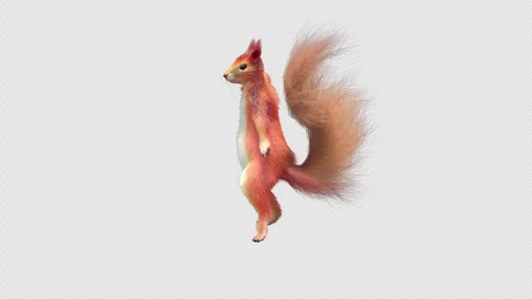 Squirrel Dancing, With Alpha Channel Stock Footage 339799843