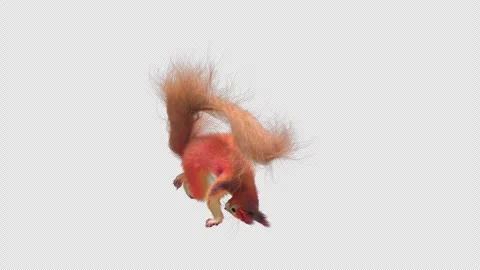 Squirrel Dancing, With Alpha Channel Stock Footage 340035364
