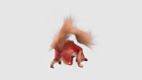 Squirrel Dancing, With Alpha Channel Stock Footage 340035381