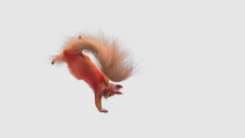 Squirrel Dancing, With Alpha Channel Stock Footage 340156893