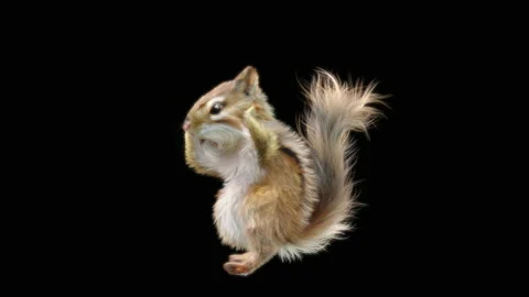 Squirrel Dancing, With Alpha Matte. Stock Footage 138224721