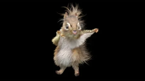 Squirrel Dancing, With Alpha Matte. 库存影片 138225818