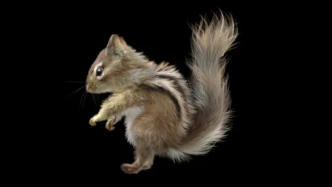 Squirrel Dancing, With Alpha Matte. 库存影片 138226119