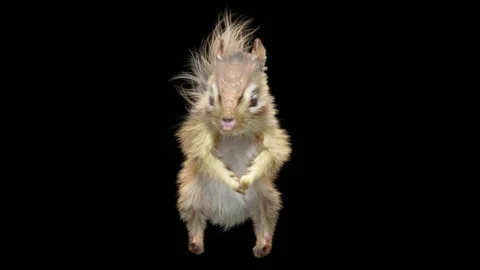 Squirrel Dancing, With Alpha Matte. 库存影片 138226275