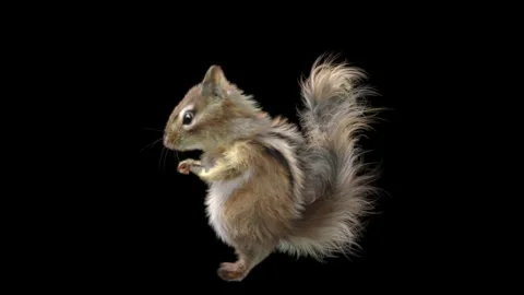 Squirrel Dancing, With Alpha Matte. Stock Footage 138227172