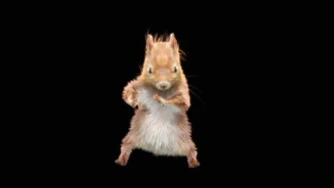 Squirrel Dancing, With Alpha Matte. Stock Footage 138228074
